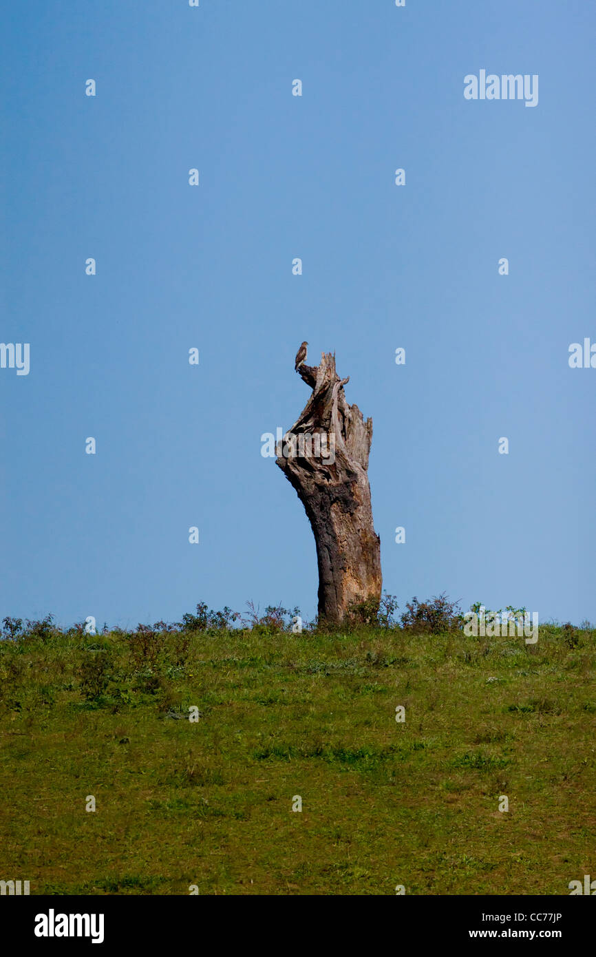 Hawk  on a tree stump at a distance on a clear bright day Stock Photo
