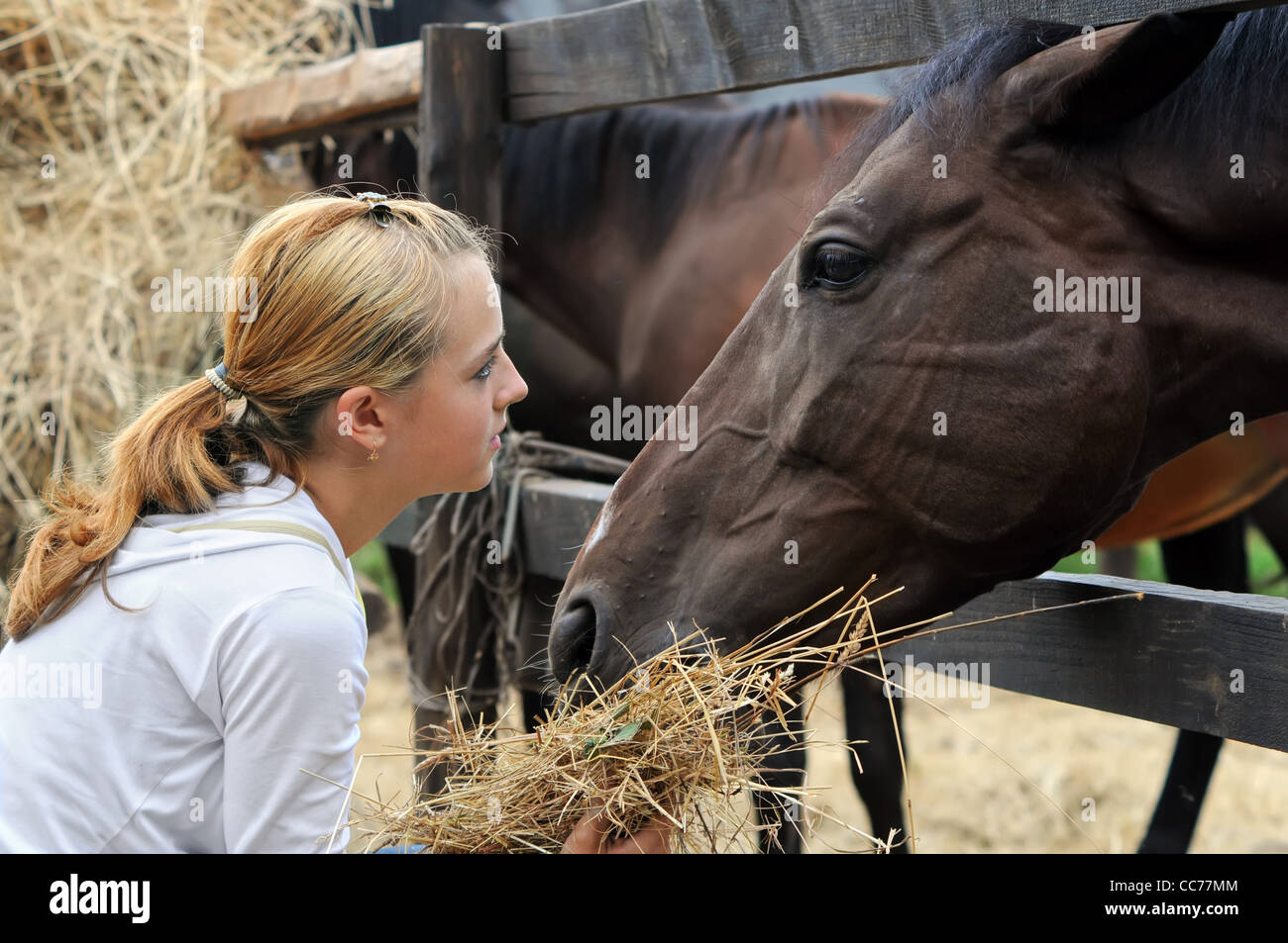 Feeding horses farm hires stock photography and images Alamy
