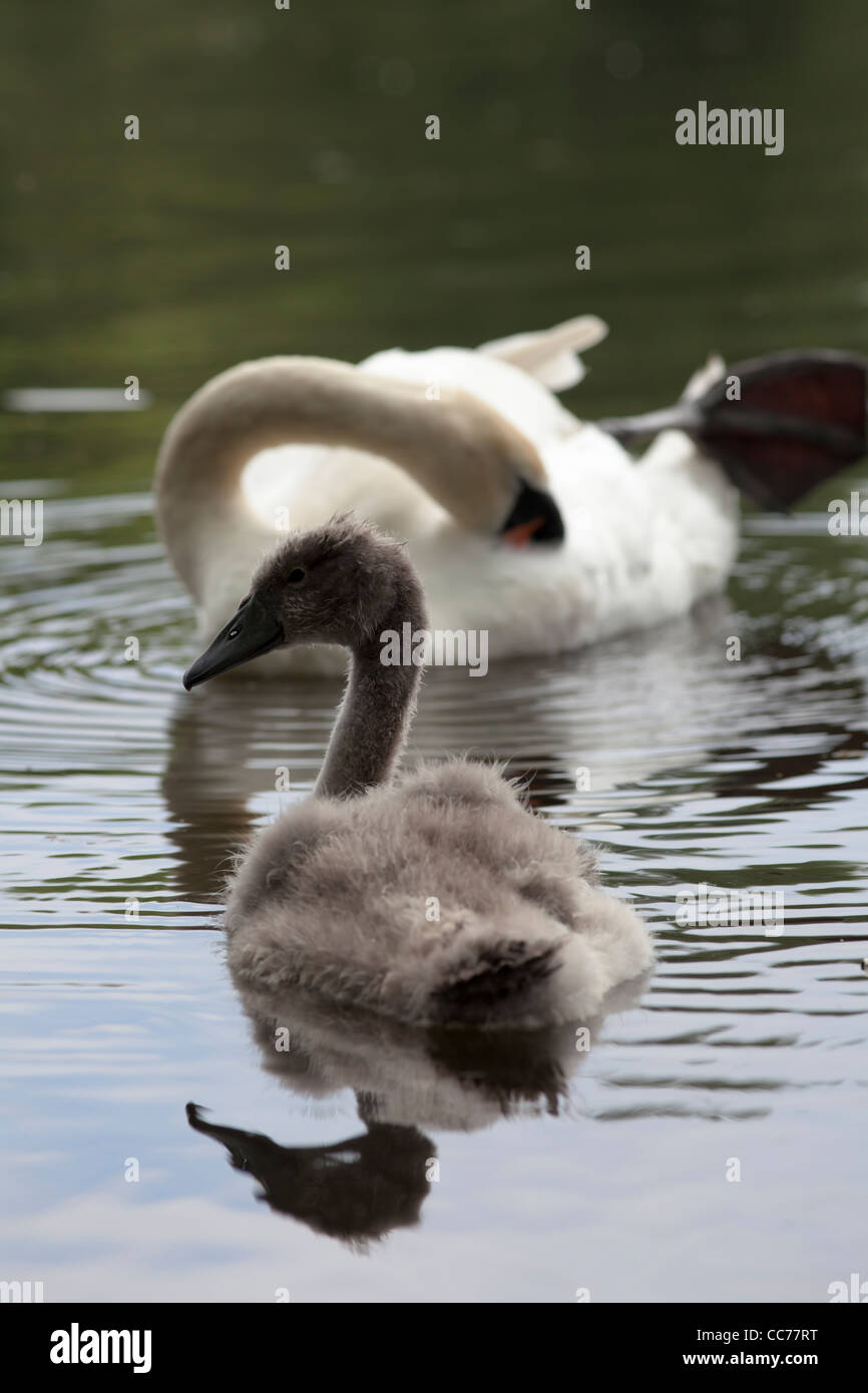 with parent hires stock photography and images Alamy