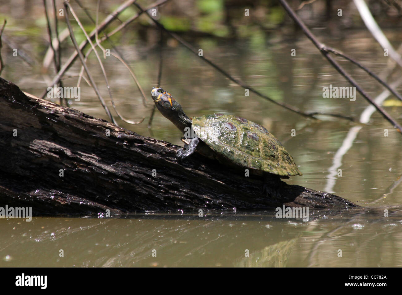 A Yellow-spotted Amazon River Turtle (Podocnemis unifilis) basking on a log in the Peruvian Amazon Stock Photo