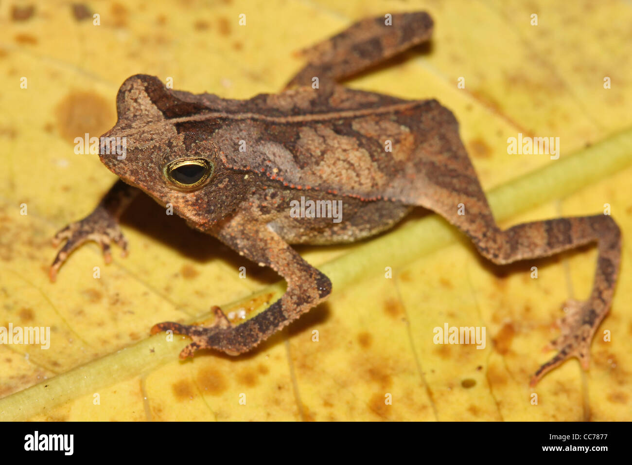 A cute little Dead-leaf Mimic Toad in the Peruvian Amazon Stock Photo
