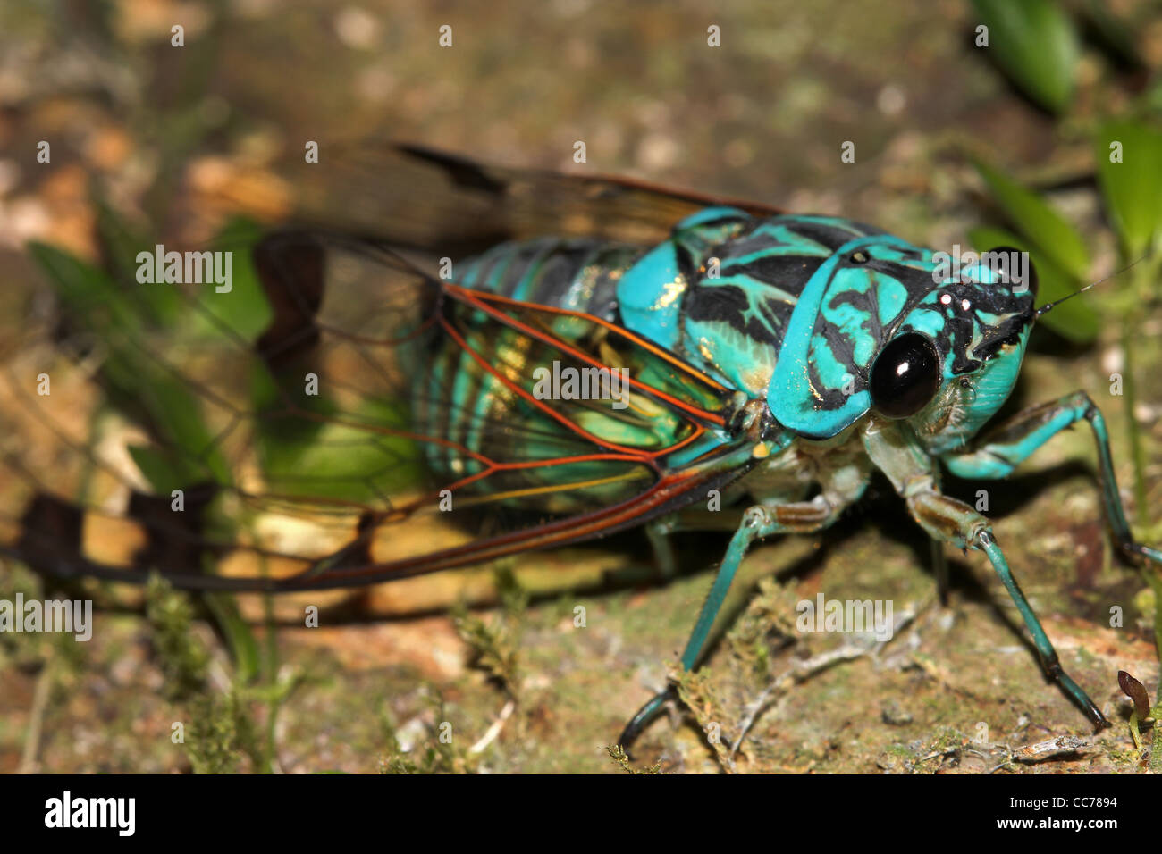 A stunningly beautiful BLUE Cicada in the Peruvian Amazon Stock Photo