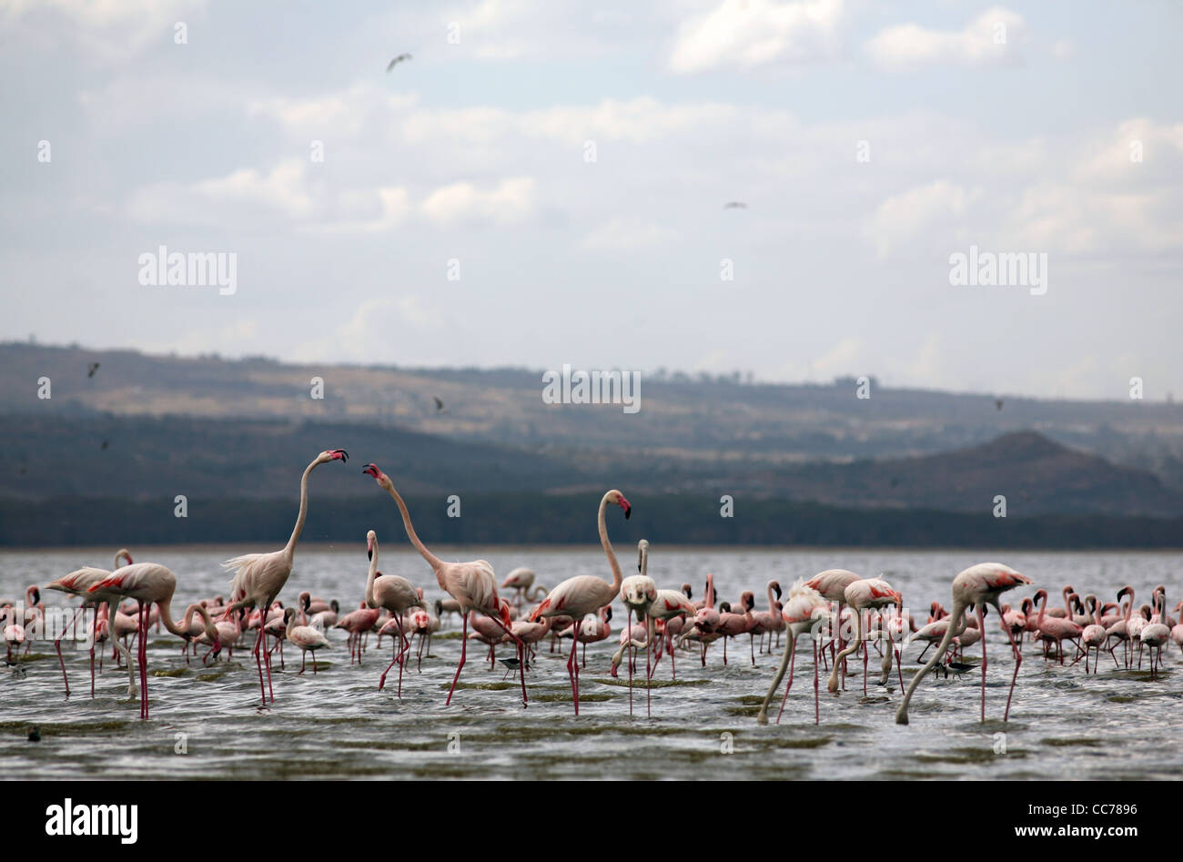 Flamingoes, Lake Nakuru National Park, Kenya, East Africa. Stock Photo