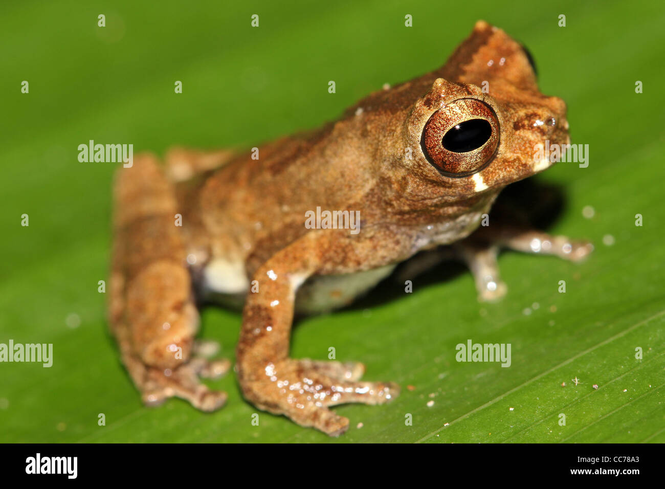 A cute Short-headed Treefrog (Dendropsophus parviceps) in the Stock Photo -  Alamy