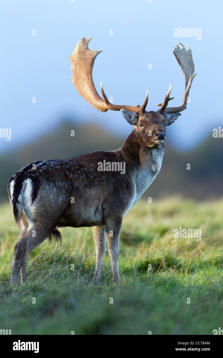 Fallow Deer (Dama dama), Buck on Alert during the Rut, Royal Deer Park, Klampenborg, Copenhagen, Sjaelland, Denmark Stock Photo