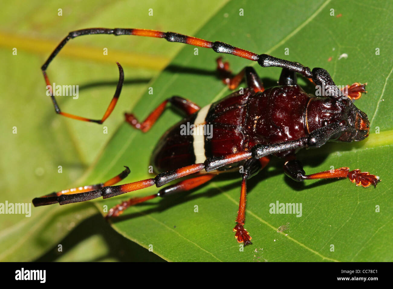 Long-horned beetle (Family Cerambycidae) in rainforest, Peru Stock Photo