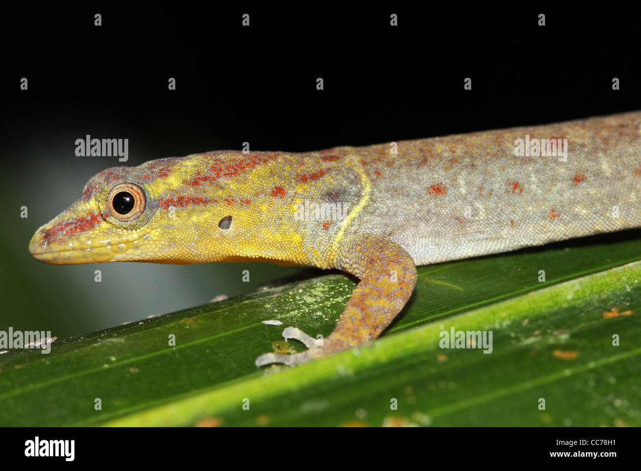 A beautiful yellow and pink Bridled Forest Gecko (Gonatodes humeralis) in the Peruvian Amazon Black space for text Stock Photo