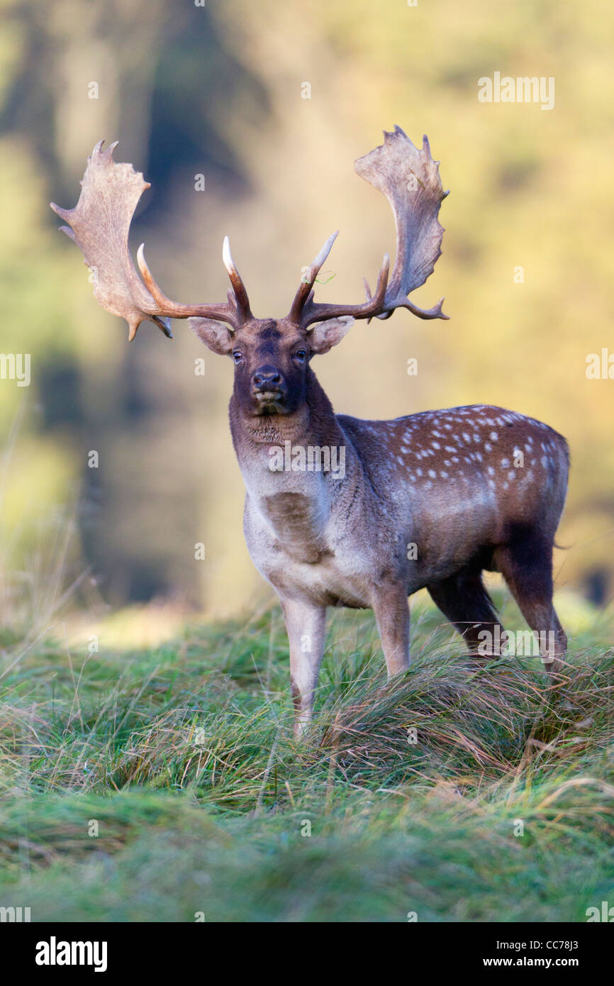 Fallow Deer (Dama dama), Capital Buck on Alert during the Rut, Royal ...