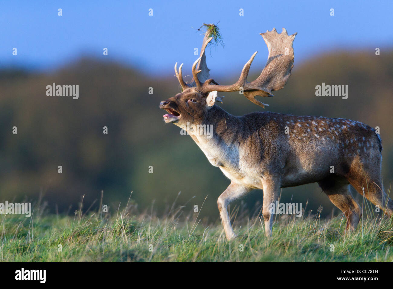 Fallow Deer (Dama dama), Buck Roaring during the Rut, Royal Deer Park, Klampenborg, Copenhagen, Sjaelland, Denmark Stock Photo