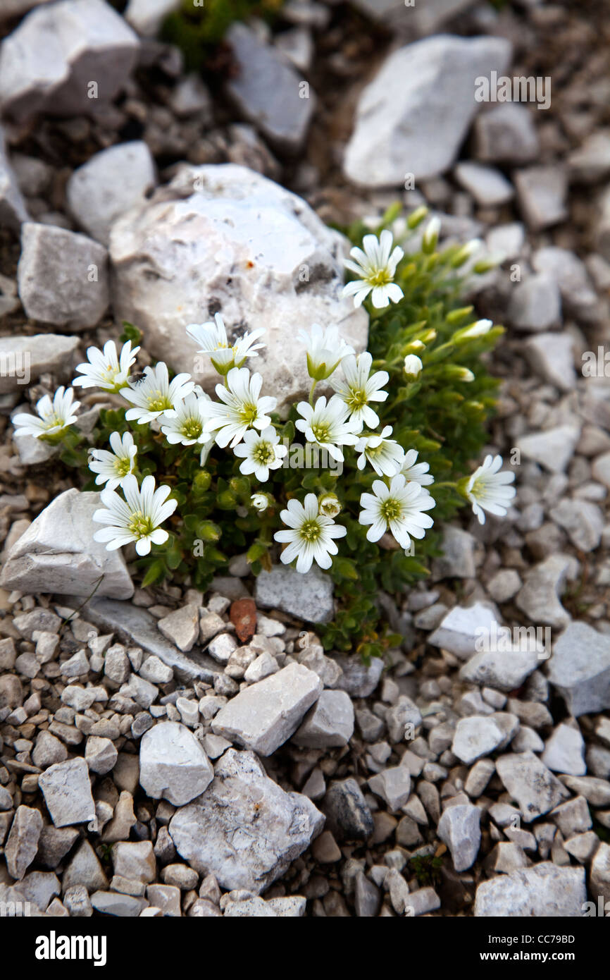 Plant growing on rock hi-res stock photography and images - Alamy
