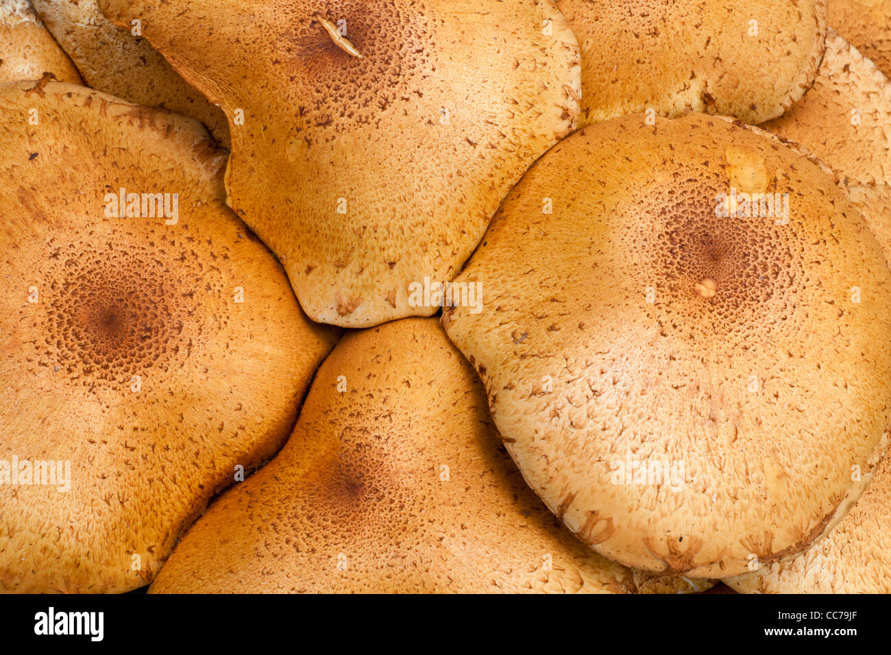 Honey Fungus (Armelleria mellea), detailed study of caps, Lower Saxony, Germany Stock Photo