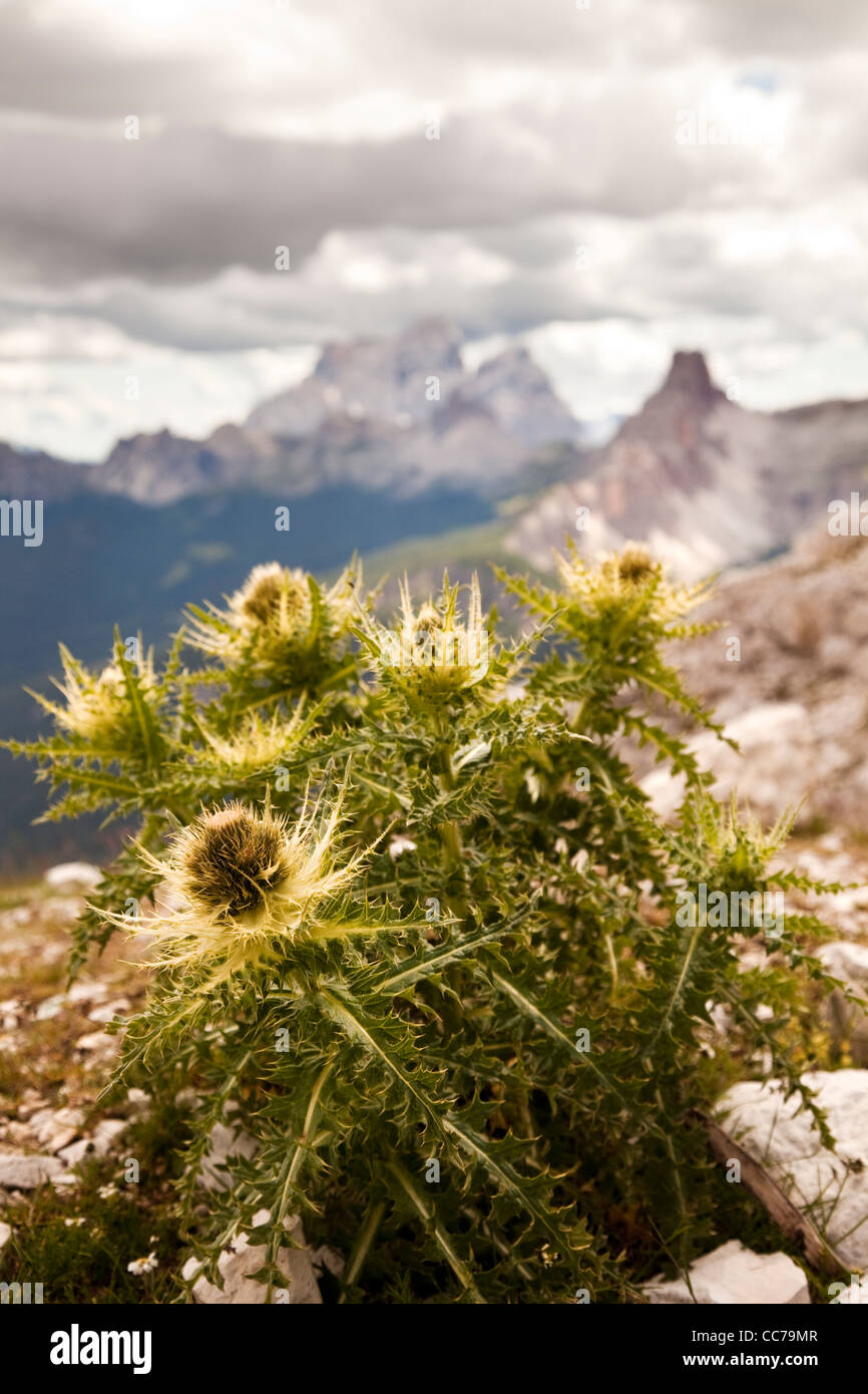 Wild thistle with a view of Mountain Croda da Lago in the background, Cortina d'Ampezzo, Veneto, Northern Italy Stock Photo