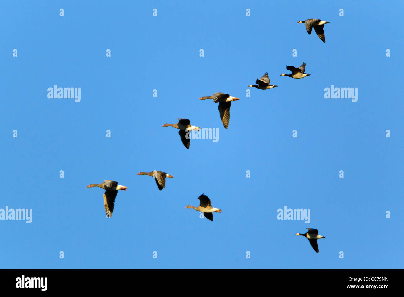 Greylag Goose (Anser anser) and Canada Goose (Branta leucopsis), flying ...