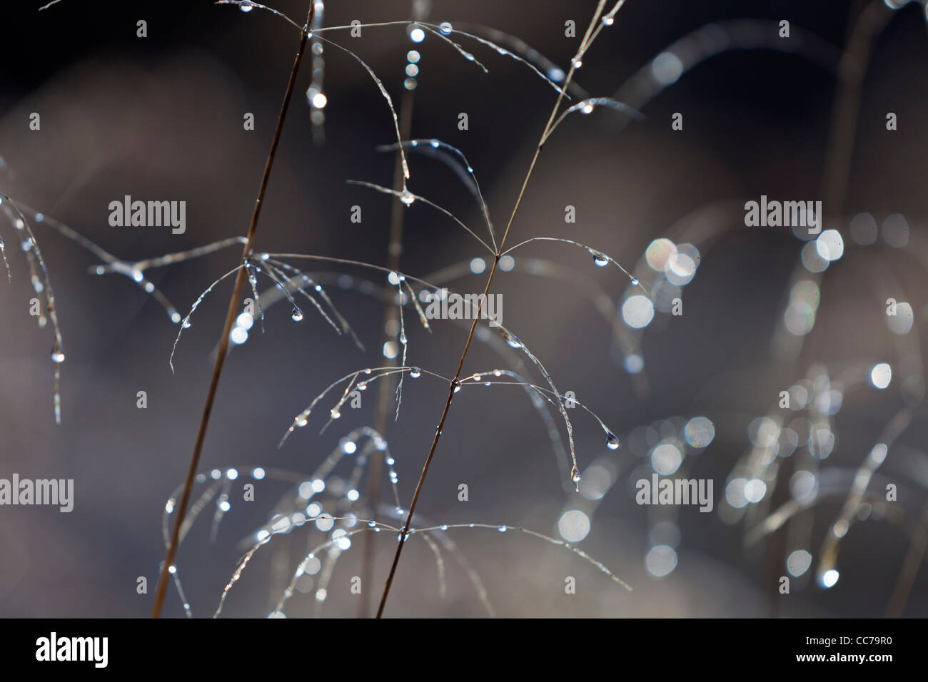 Dead Grasses, covered in morning dew, Lower Saxony, Germany Stock Photo