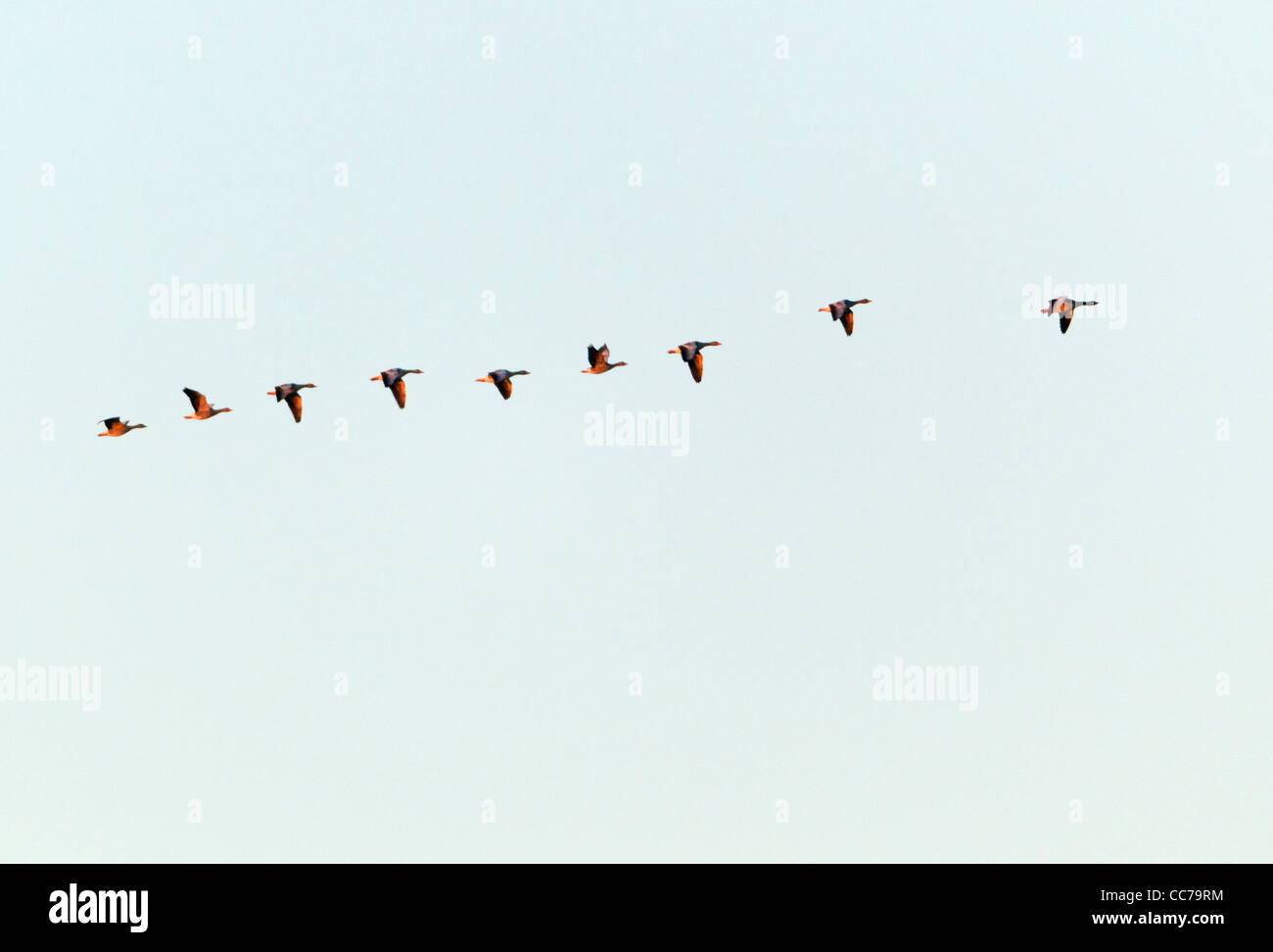 Greylag Goose (Anser anser), Skien Flying in Formation at Dawn, Sjaelland, Denmark Stock Photo