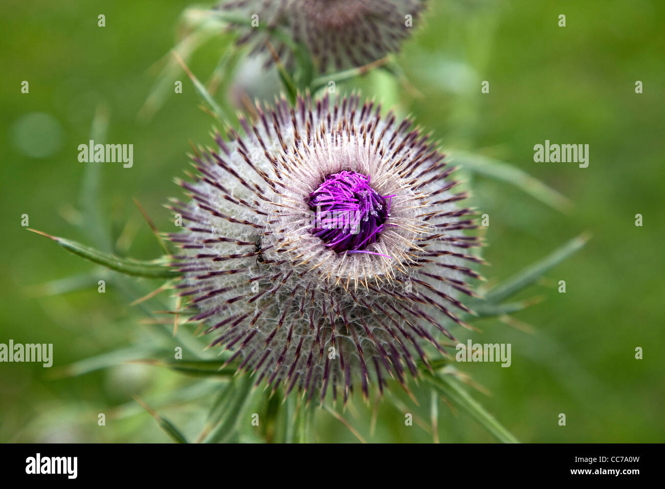 Close up view of a Thistle head. Stock Photo