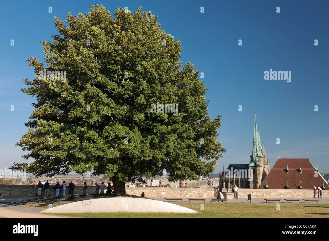 Sycomore Tree Germany Sycamore Maple (Acer pseudoplatanus) on Petersberg, and Cathedral ...