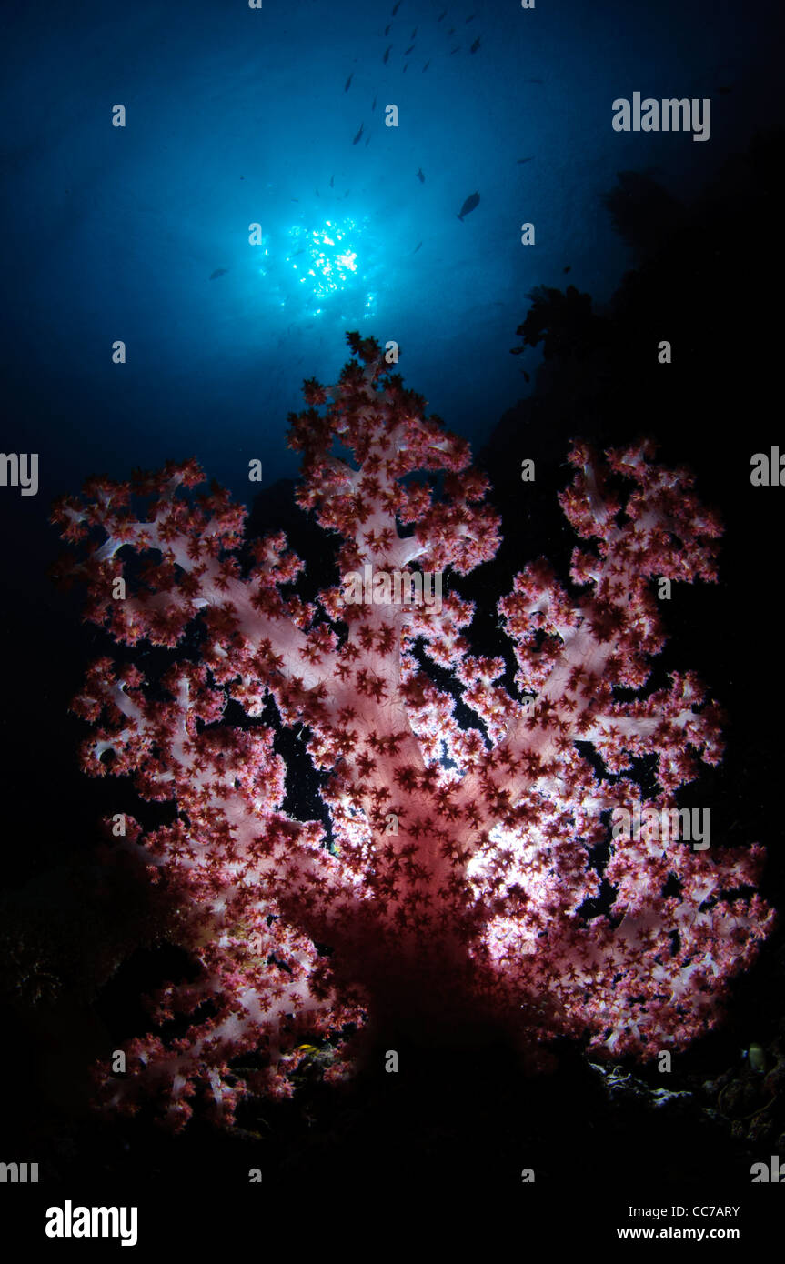 A soft coral (Dendronephthya sp.) beneath on sunball. Stock Photo