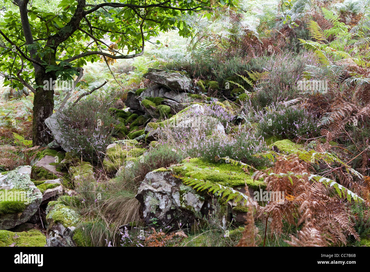 Views of Bidarrai, Western Pyrenees, France including ferns & ericas (heathers) Stock Photo
