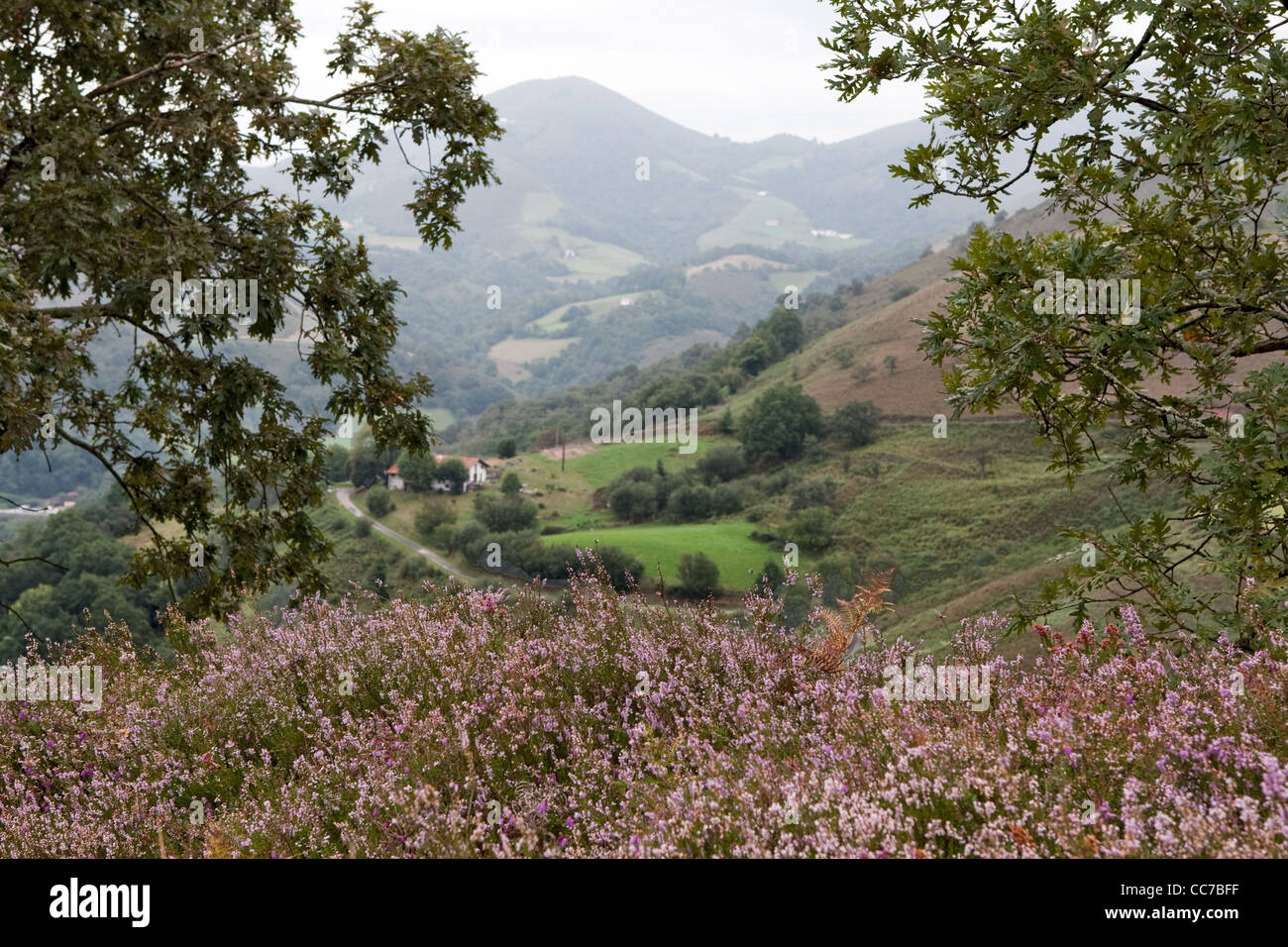 Views of Bidarrai, Western Pyrenees, France including French / European Oaks & heathers (ericas) Stock Photo