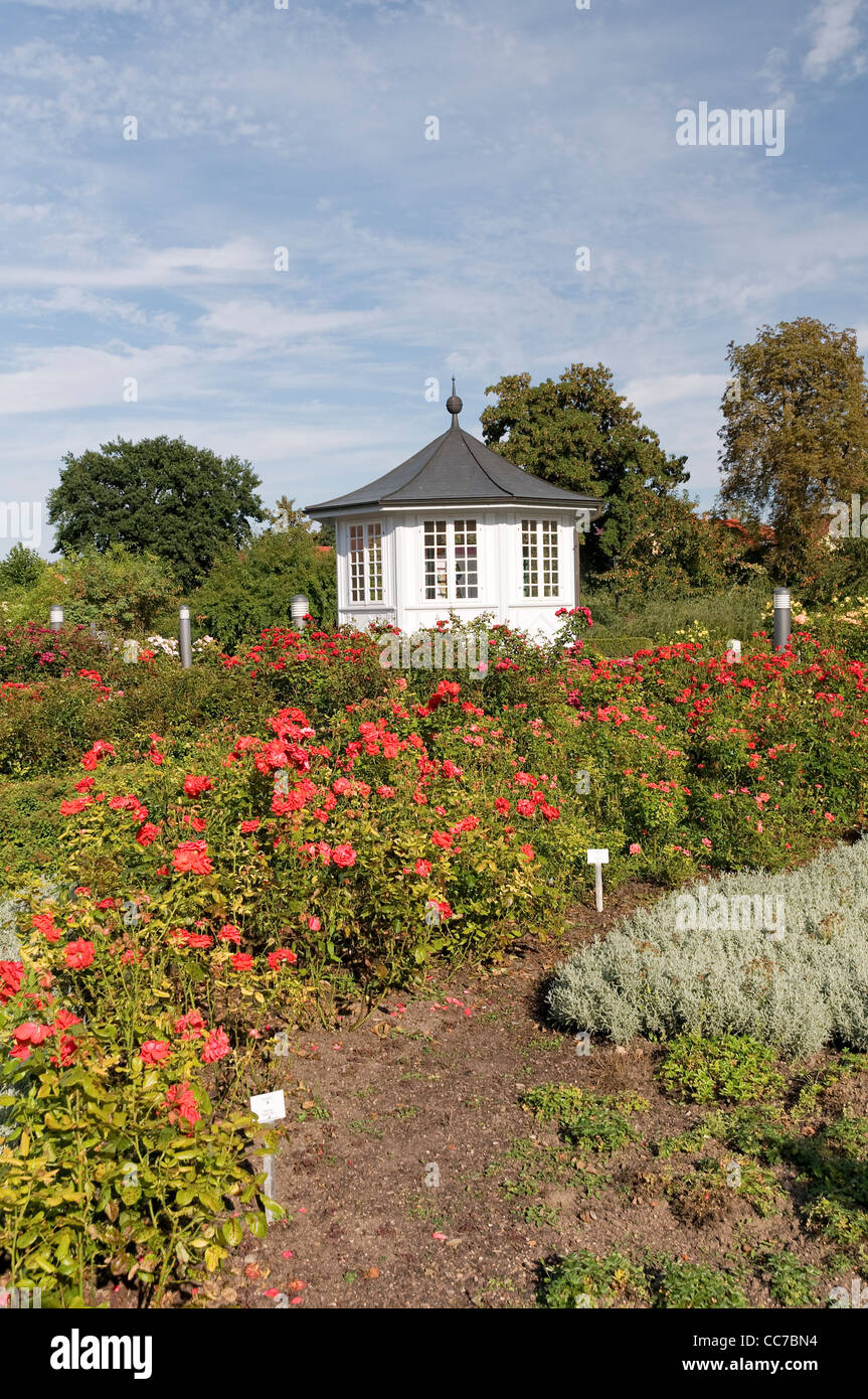 East german rose garden hires stock photography and images Alamy