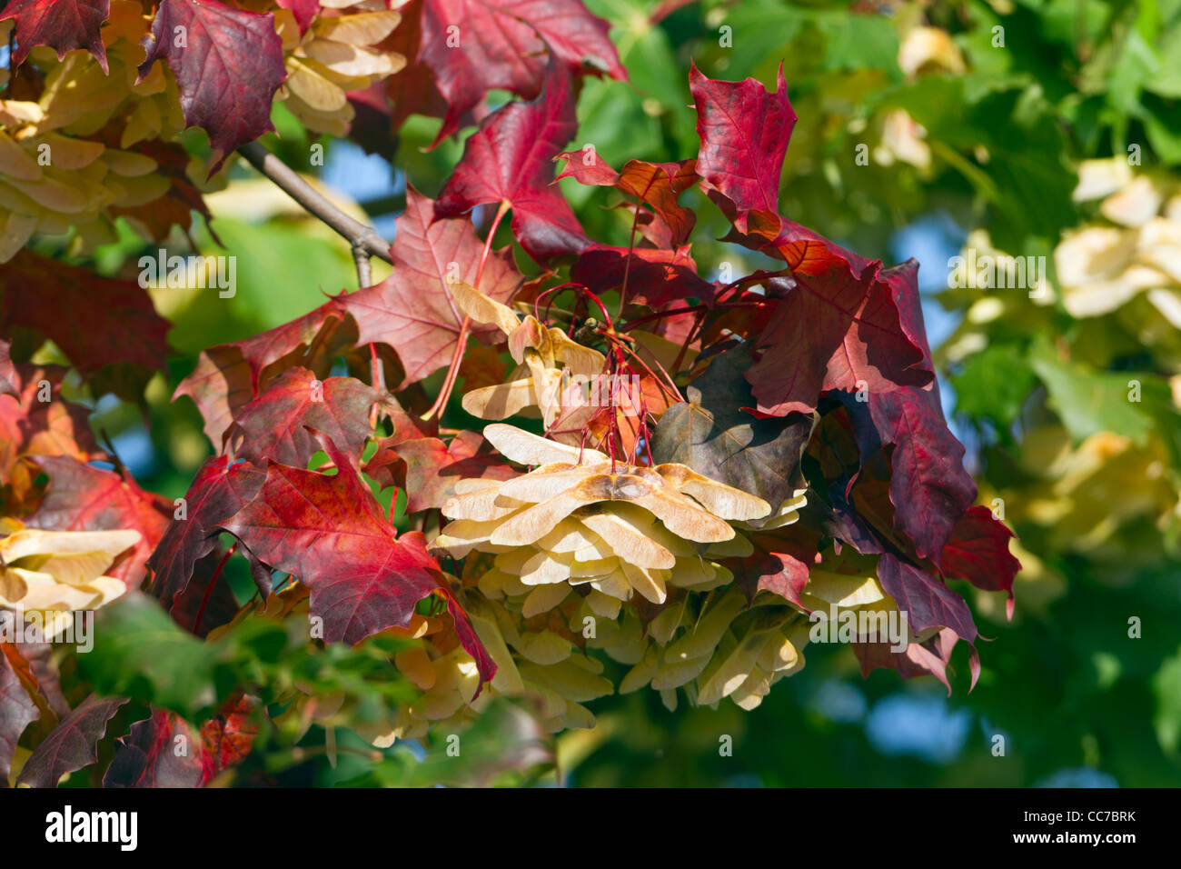 Norway Maple Acer Platanoides Leaves And Seeds In Autumn Colour Lower Saxony Germany Stock Photo Alamy