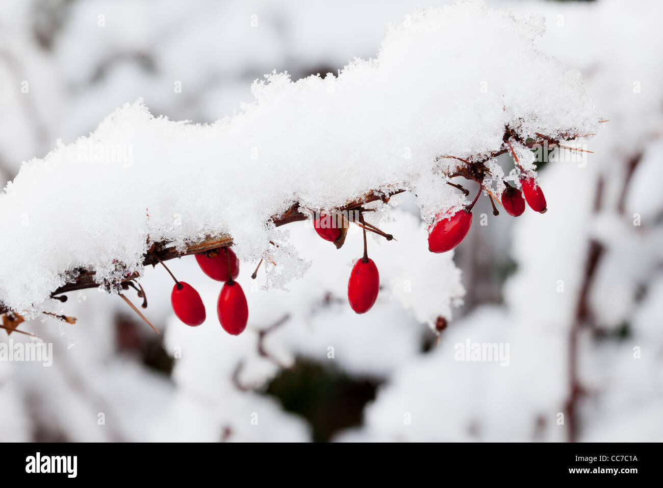 Red berberis berries covered in snow Stock Photo
