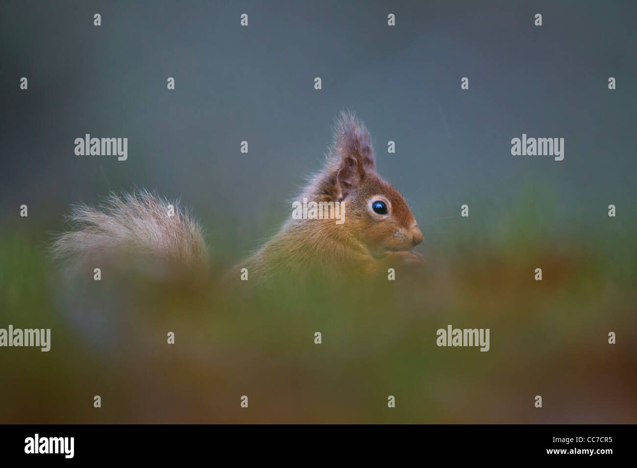 Red Squirrel, Scotland, UK Stock Photo