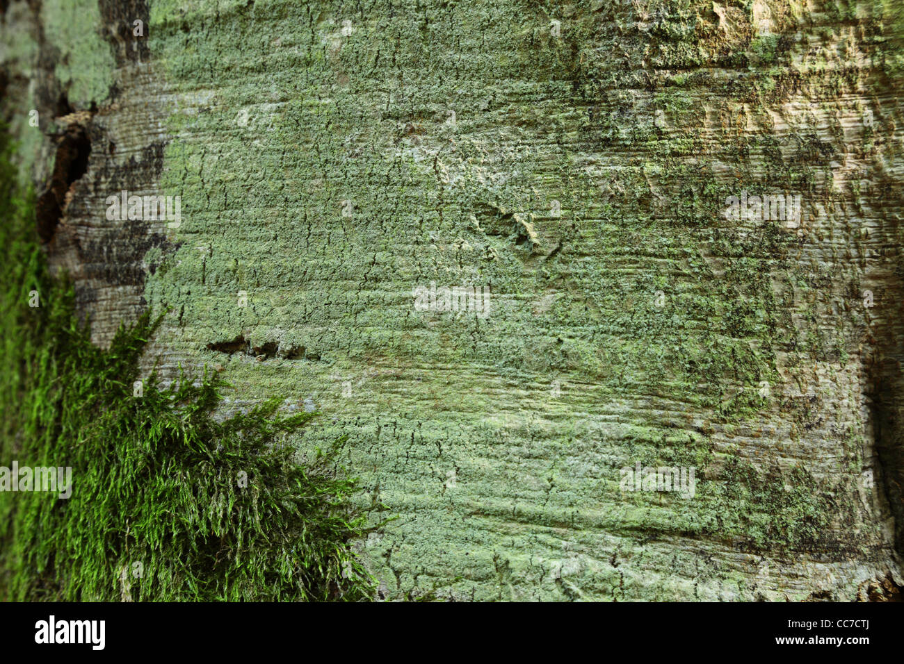 green moss on a tree bark Stock Photo - Alamy
