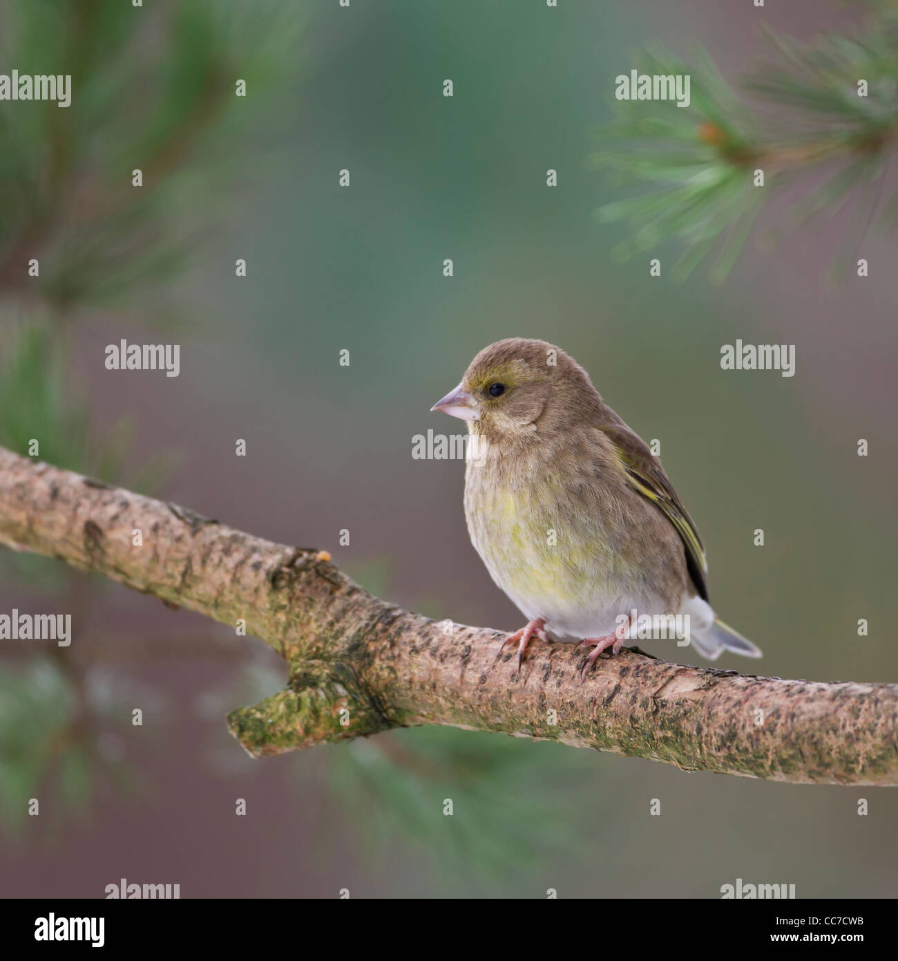 Female Greenfinch (Carduelis Chloris) perched on a Scots Pine tree in the highlands of Scotland Stock Photo