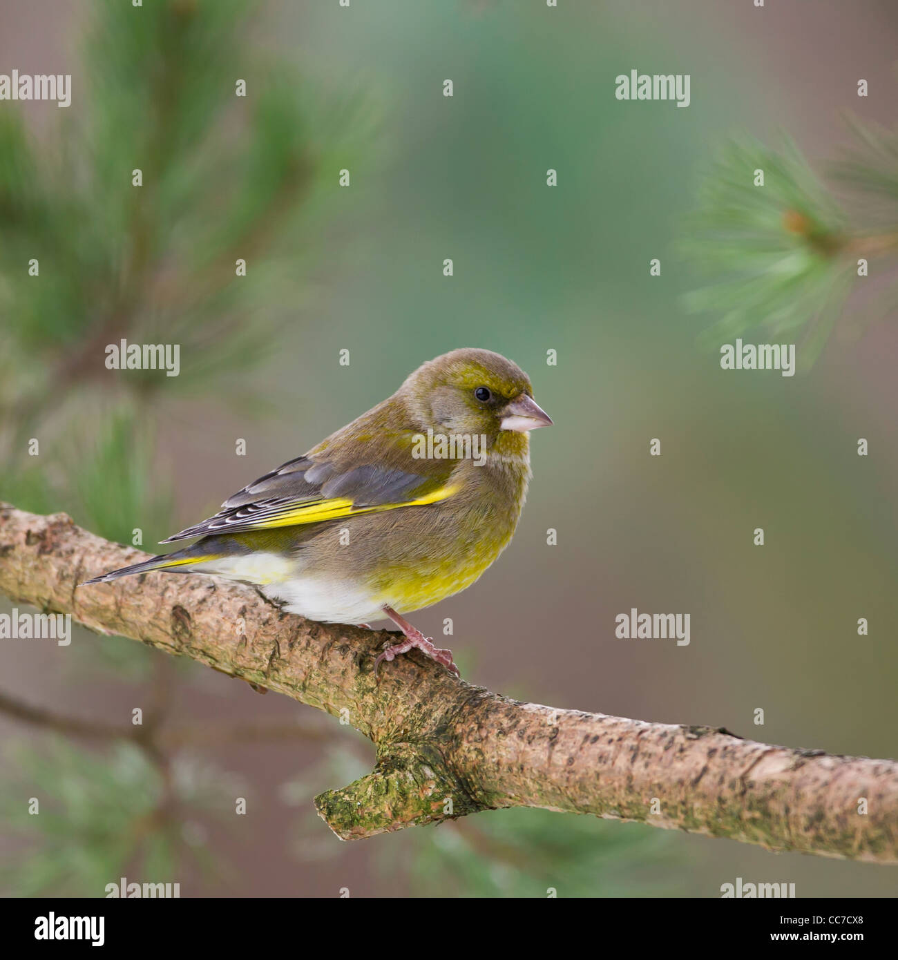 Male Greenfinch (Carduelis Chloris) perched on a Scots Pine tree in the highlands of Scotland Stock Photo