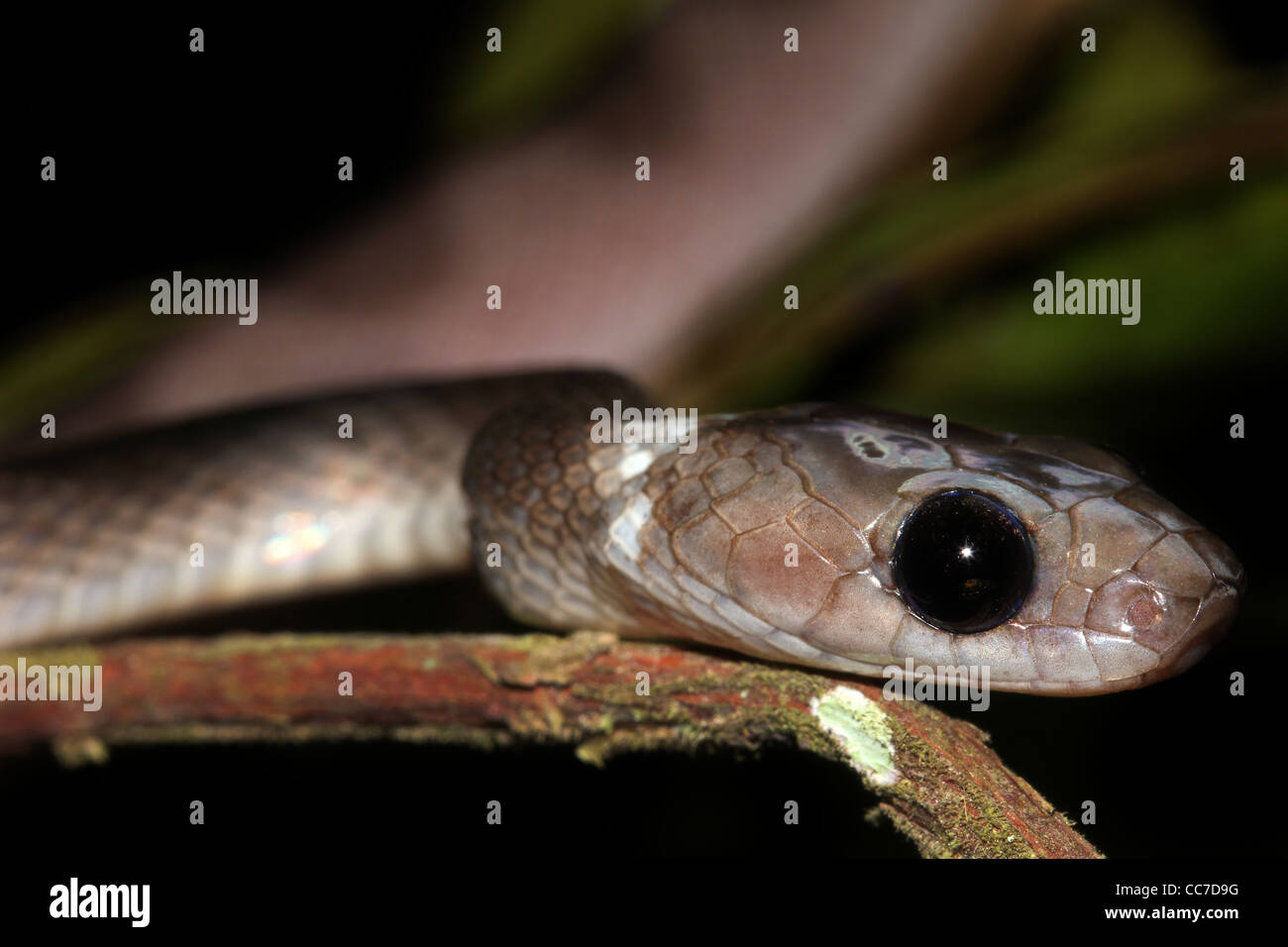 A Cat-eyed Snake (Leptodeira annulata) in the Peruvian Amazon Stock Photo
