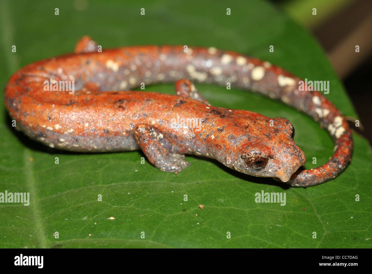 The cute Amazon Climbing Salamander (Bolitoglossa altamazonica) in the Peruvian Amazon Stock Photo