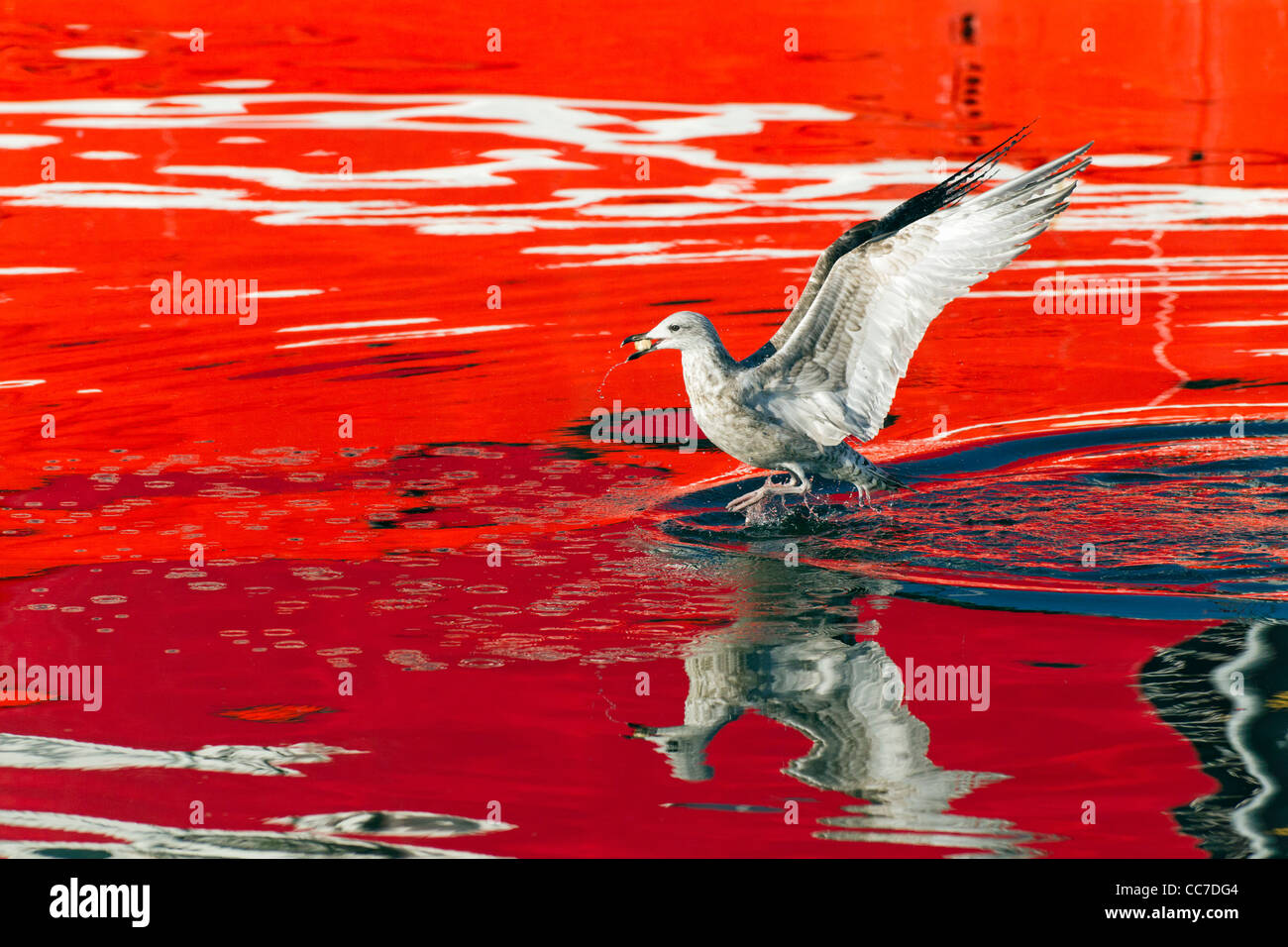 Herring Gull (Larus argentatus), Alighting on Harbour Waters and Scavenging Food, Gillelije, Sjaelland, Denmark Stock Photo