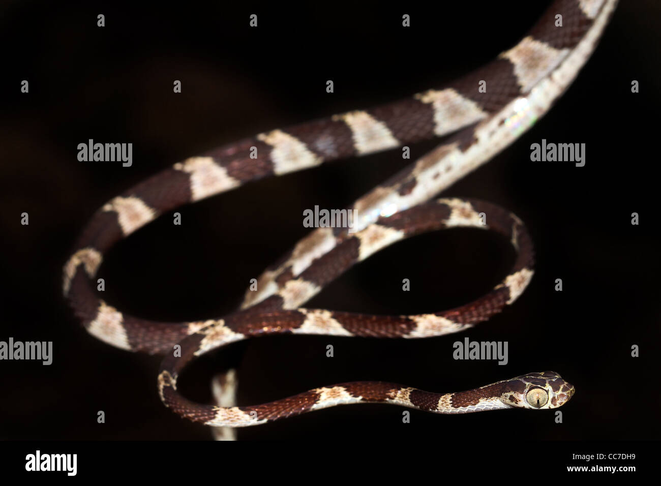 blunt headed tree snake alamy stock photo blunt headed tree snake alamy stock photo