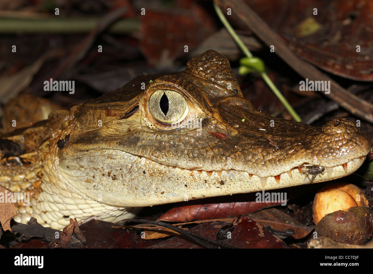 A Grinning Spectacled Caiman (Caiman crocodilus) in the Peruvian Amazon Stock Photo