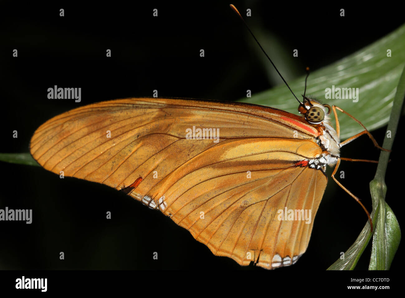 A beautiful ORANGE butterfly in the Peruvian Amazon Isolated on black with plenty of space for text Stock Photo