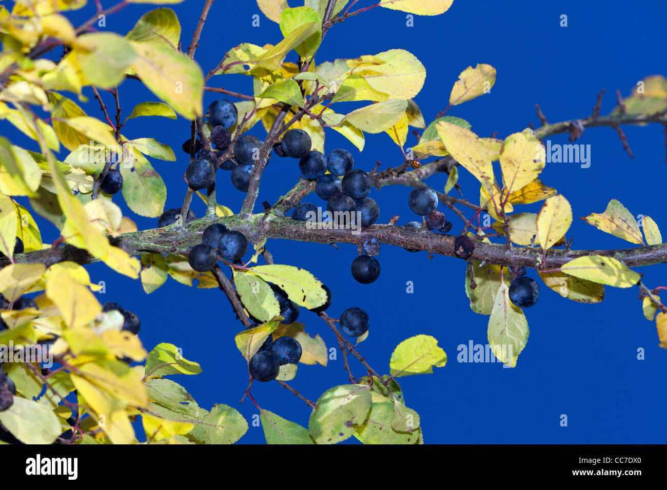 Blackthorn or Sloe Fruits (Prunus spinosa), Lower Saxony, Germany Stock Photo