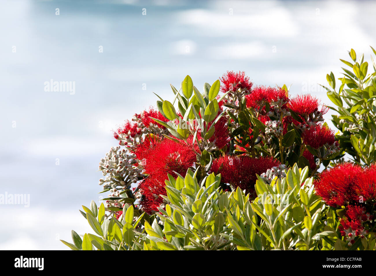 New Zealand  Auckland Pohutukawa flower tree or Christmas tree,  waitakere ranges Auckland north island northland Stock Photo