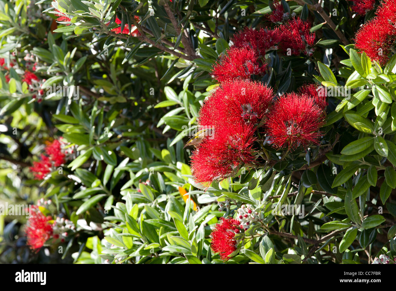 Pohutukawa flower christmas tree  new zealand waitakere ranges auckland north island northland Stock Photo