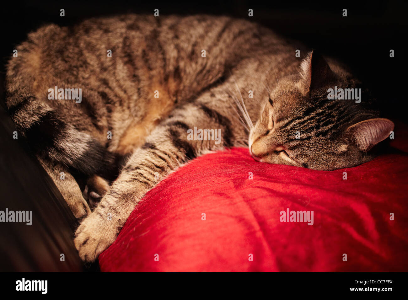 Cat on pillow High Resolution Stock Photography and Images Alamy