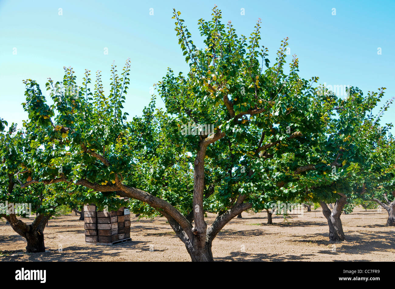 Apricots Growing on Trees in Orchard Stock Photo Alamy