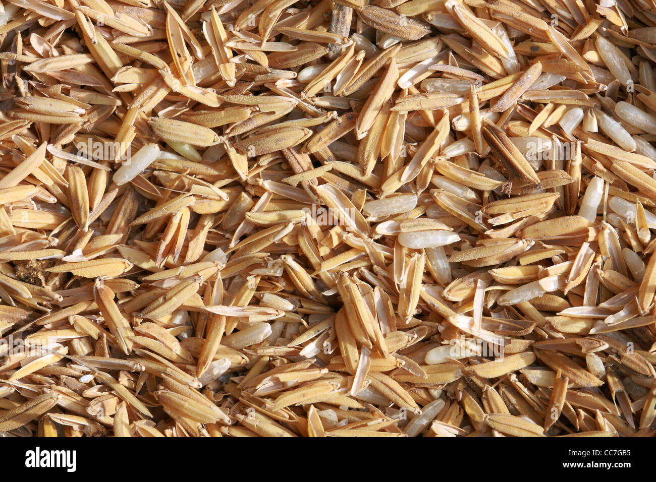 paddy rice Stock Photo