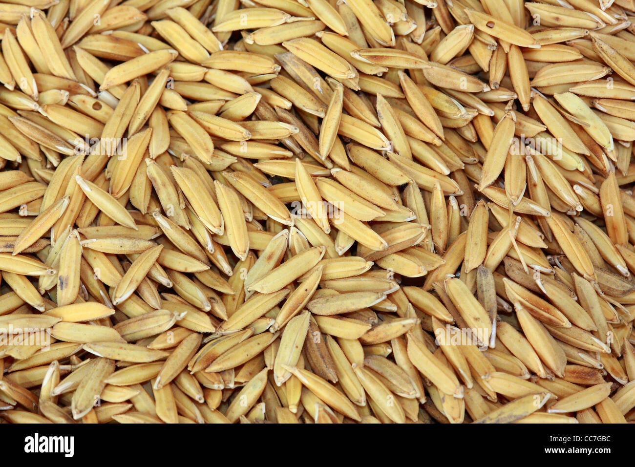 paddy rice Stock Photo