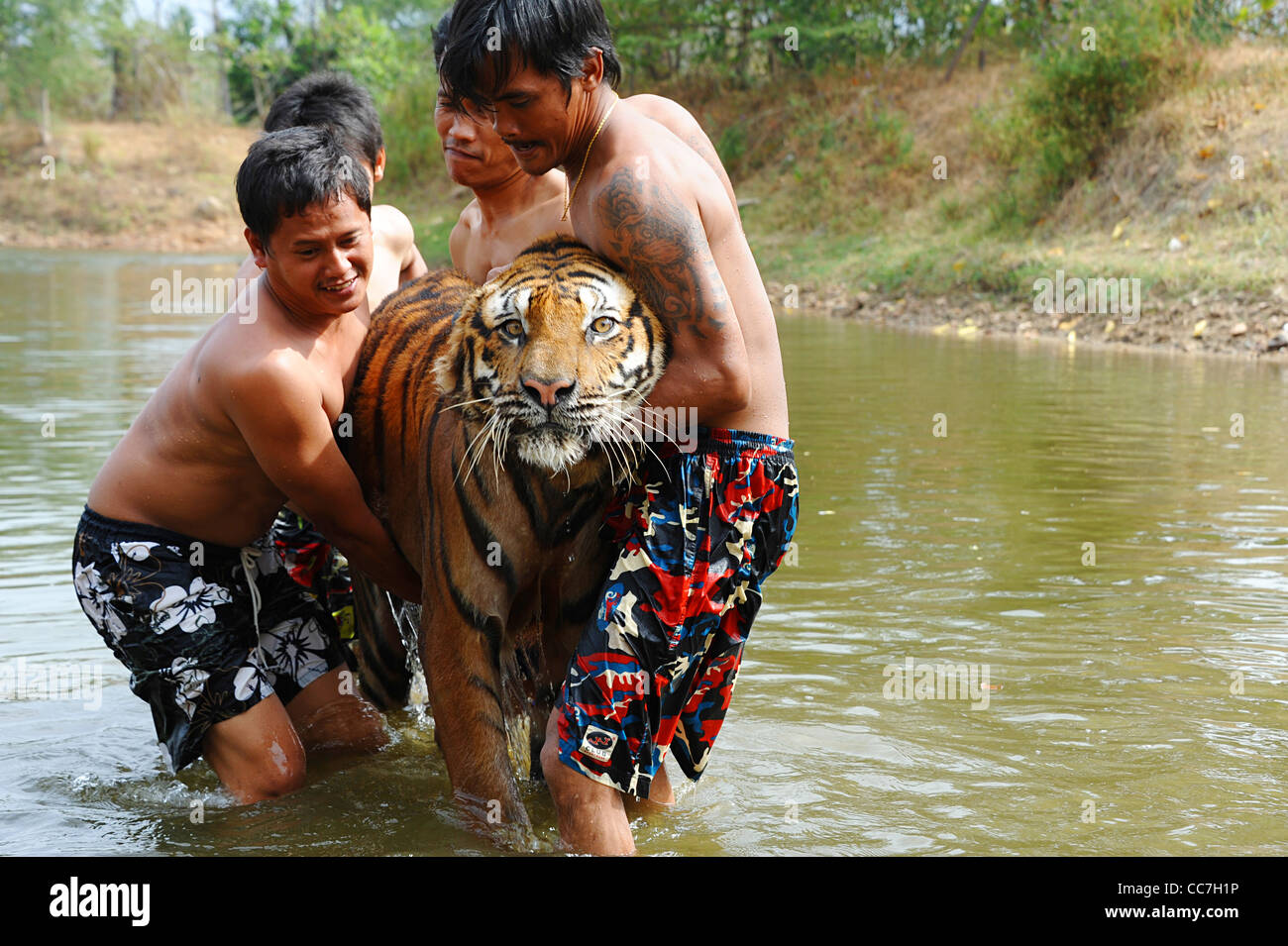 Thai tiger MEOW  had an MRI scan to decide if spinal surgery might help his physical problems with movement. Stock Photo