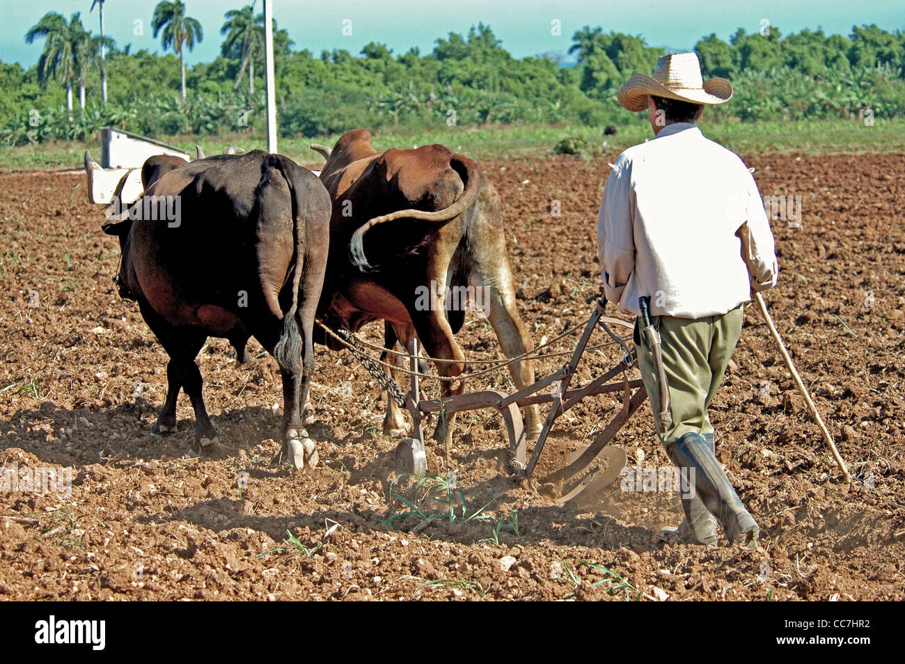 Plowing with two oxen, Province Granma, Cuba Stock Photo