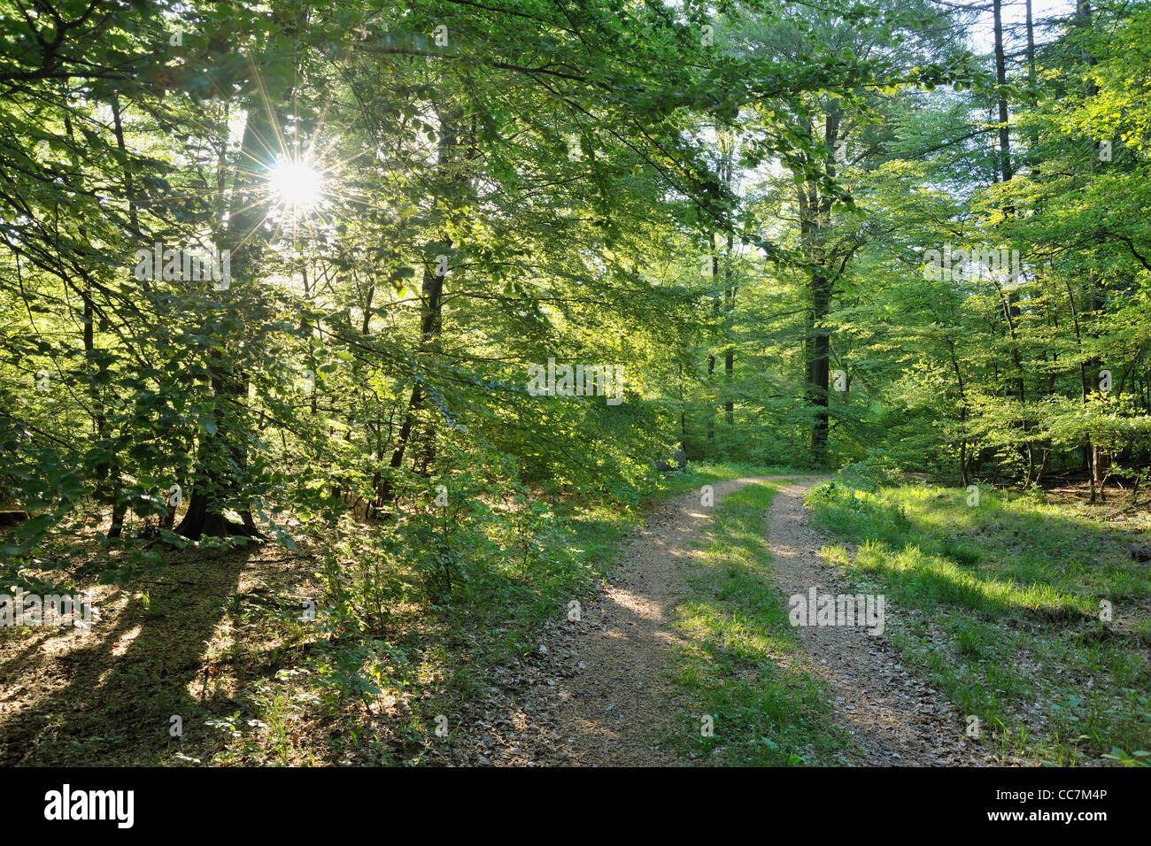 Path in Forest, Arnsberg, Hochsauerland, North Rhine-Westphalia, Germany Stock Photo