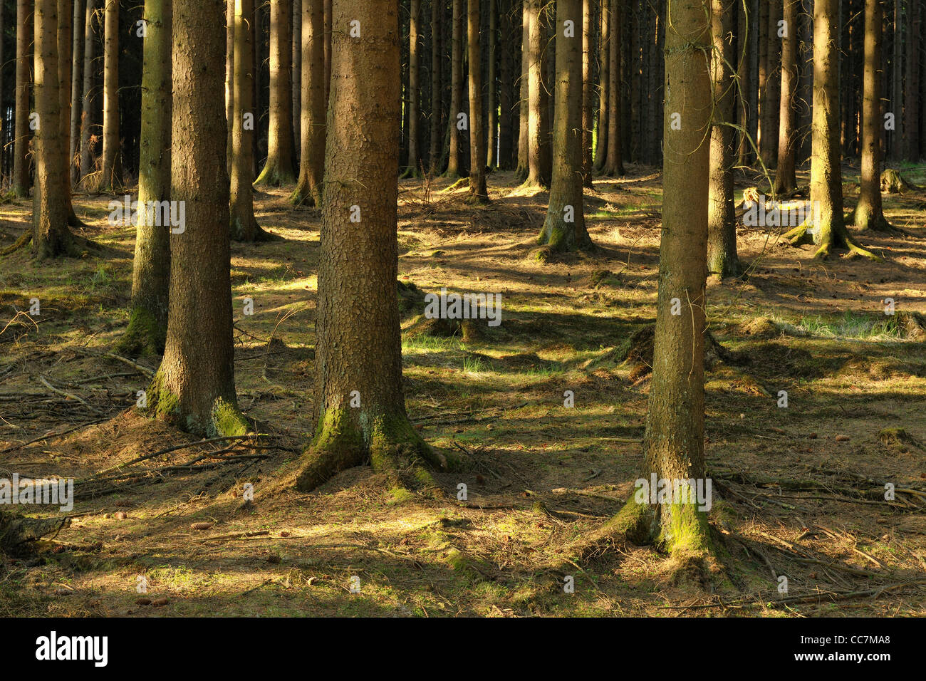 Conifer Forest, Arnsberg, Hochsauerland, North Rhine-Westphalia, Germany Stock Photo