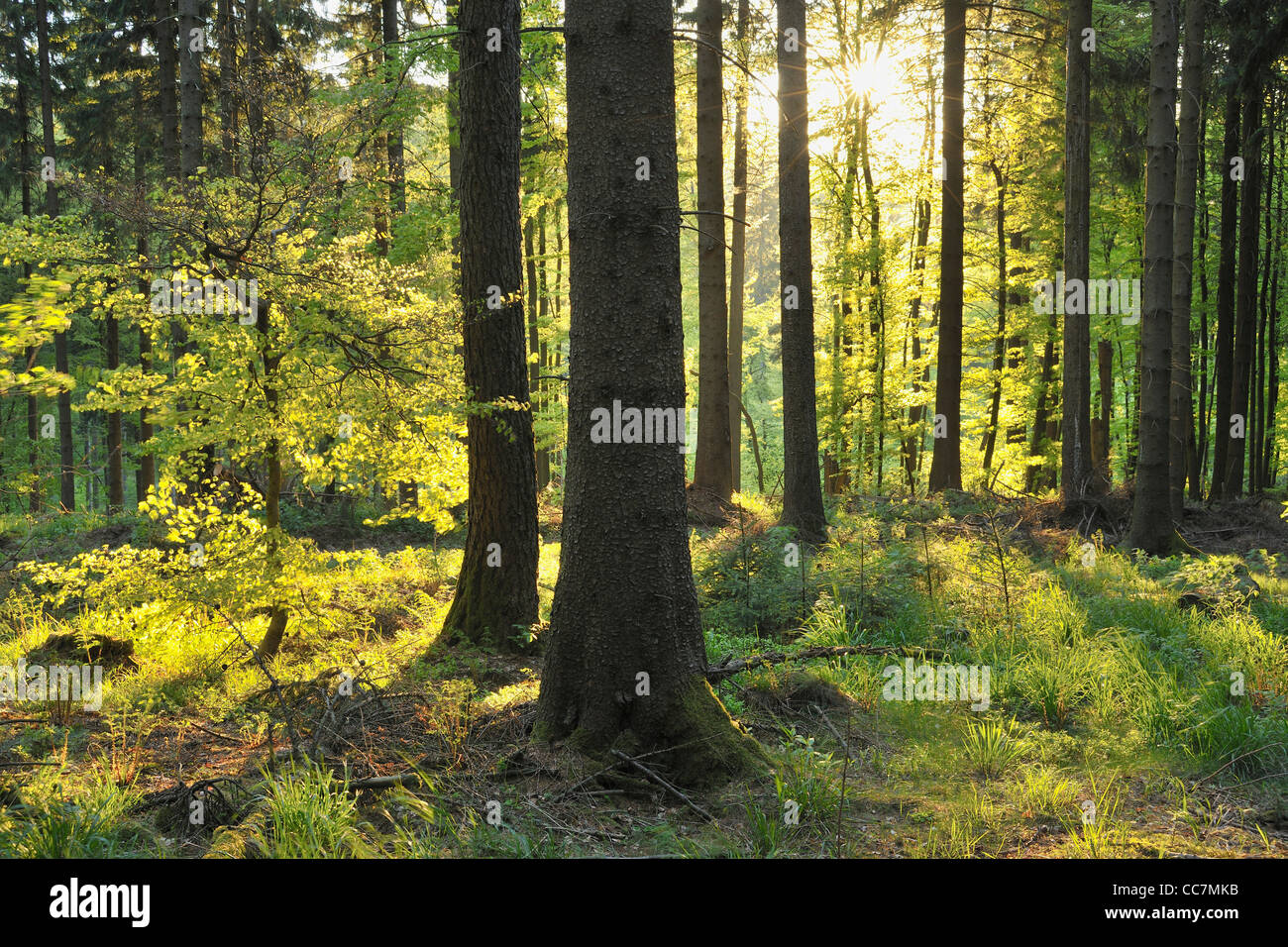 Forest, Dommel, Ottlar, Diemelsee, Hesse, Waldeck-Frankenberg, Germany Stock Photo