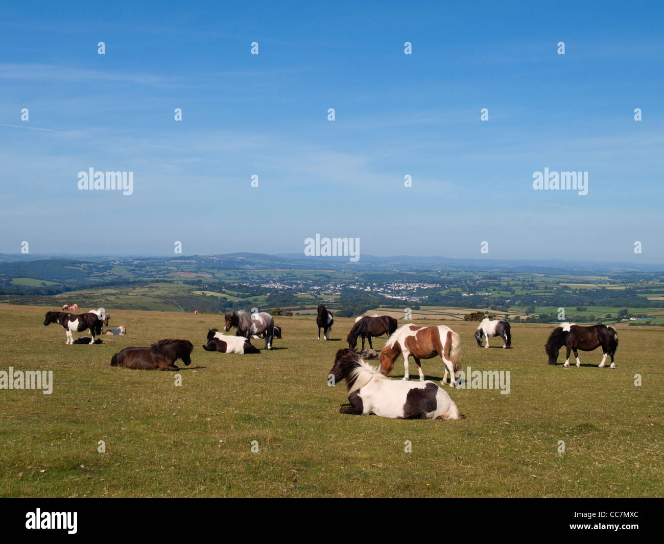 Dartmoor ponies, Devon, UK Stock Photo